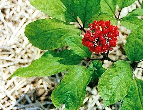 Floriten – Fiole cu Extract de Ginseng