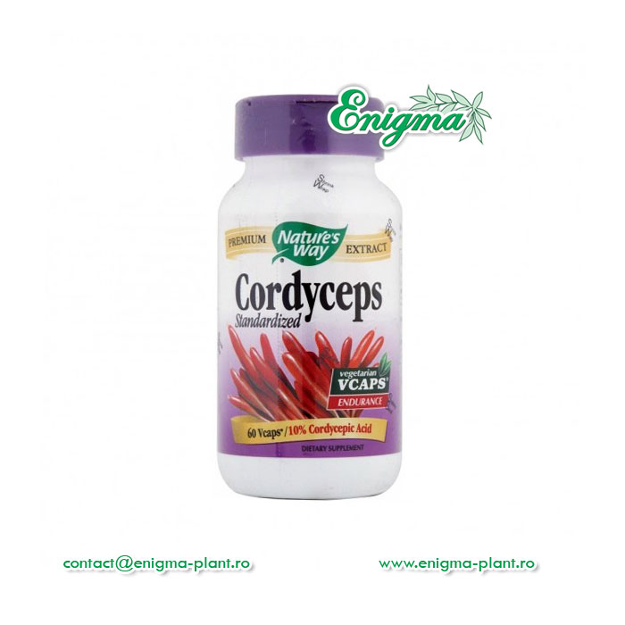 Cordyceps – capsule