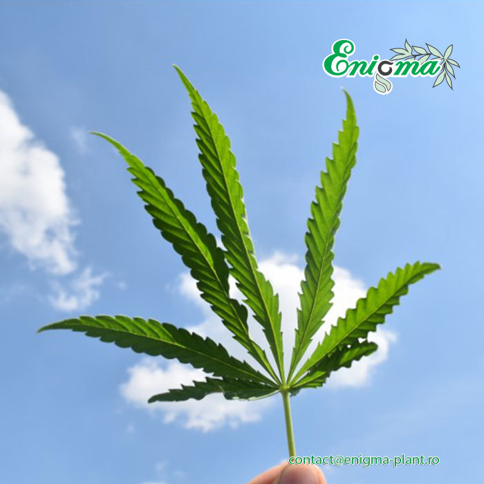 Ulei Cbd Full Plant Extract – Cannabidiol 1350Mg/100Ml Sticla